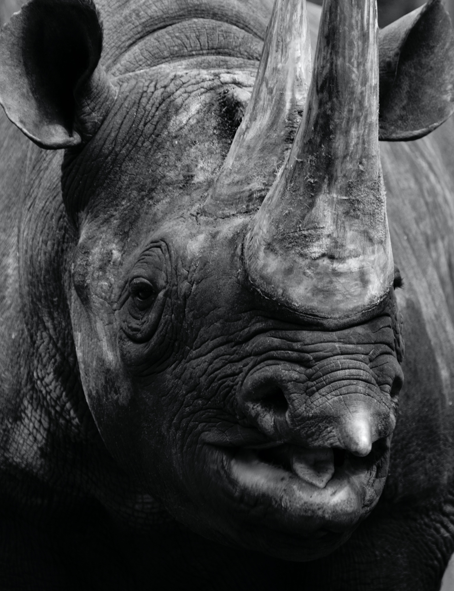 Spitzmaulnashorn (Zoo Berlin)